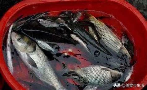 死魚處理|挑魚、殺魚都只要5步驟！處理魚比你想得還簡單！